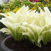 Хоста Вайт Фезер (White Feather)