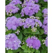 Агератум Хоустона Aloha blue, Алоха Блю, голубой