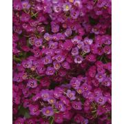 Алиссум Clear Crystals Purple Shades, Клеар Кристал Парпл Шейдс, сирененвый