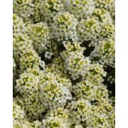 Алиссум Easter Bonnet Lemonade, Эстер Бонет Лемонад, желтый