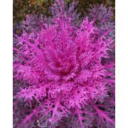 Капуста декоративная Peacock Red, Пикок Рэд, красная