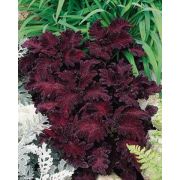 Колеус Блюме Dragon Black, Черный Дракон, темно-бордовый