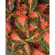 Колеус Блюме Wizard Coral Sunrise, Визард Корал Санрайз, розовый