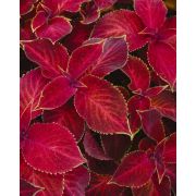 Колеус Блюме Wizard Velvet Red, Визард Вельвет Рэд, красный