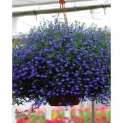 Лобелия ампельная Regatta Midnight Blue, Регата Миднайт Блю, синяя
