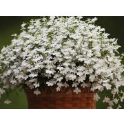 Лобелия ампельная Regatta White, Регата Вайт, белая