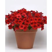 Петуния гибридная ампельная F1 Easy Wave Red Improved, Изи Вейв Рэд Импрувед, красная