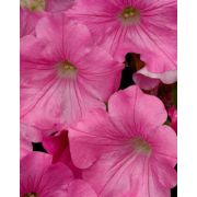 Петуния гибридная многоцветковая F1 Merlin Pink, Мерлин Пинк, светло-розовая