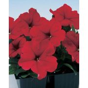 Петуния гибридная многоцветковая Lambada Red, Ламбада красная