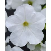 Петуния гибридная многоцветковая F1 Merlin White, Мерин Вайт, белая