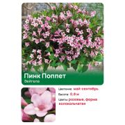 Вейгела Пинк Поппет (Pink Poppet)