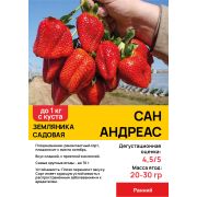 Земляника садовая 