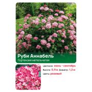 Гортензия Руби Аннабель (Ruby Annabelle) древовидная