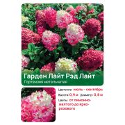 Гортензия Гардэн Лайт Рэд Лайт (Gardenlights Redlight) метельчатая