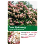 Гортензия Пинк Даймонд (Pink Diamond) метельчатая