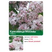 Сирень Красавица Москвы