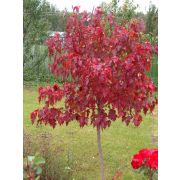Клен Гиннала (Acer ginnala)