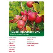 Яблоня полукультурная 