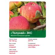 Яблоня полукультурная 