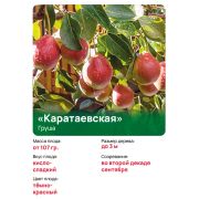 Груша 