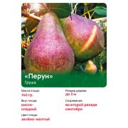 Груша 