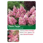 Гортензия Пинк Леди (Pink Lady) (Розовая Дама) метельчатая