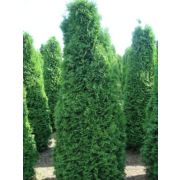 Туя западная Холмструп ( Holmstrup) h15-20см
