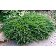 Можжевельник казацкий Рокери Джем h15-20 см