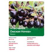 Вишня «песчаная Омская Ночка» ЗКС