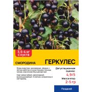 Черная смородина 