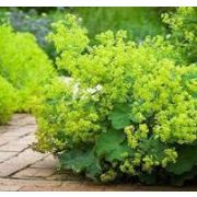 Манжетка мягкая Селект