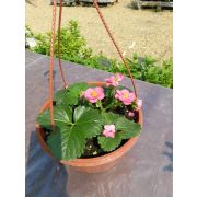 Земляника в кашпо (в ассортименте)