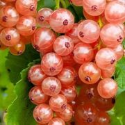 Смородина розовая Голландская ЗКС