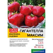 Земляника садовая 