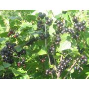 Черная смородина 