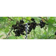Черная смородина 
