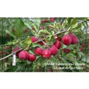 Яблоня полукультурная 