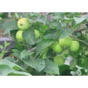 Яблоня полукультурная 