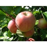 Яблоня крупноплодная 