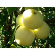 Яблоня крупноплодная 