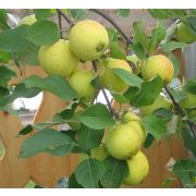 Яблоня крупноплодная 