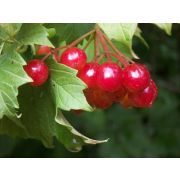 Калина Таежные рубины (2х летка)