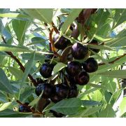 Вишня песчаная (Бессея)