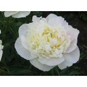 Пион Дюшесе де Немур (Белый)