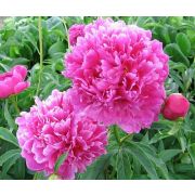 Пион марешаль мак Магон (Малиновый)