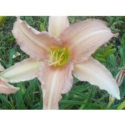 Лилейник Лактюрн Лей