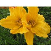 Лилейник Голден Гофт