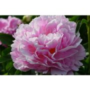 Пион Жанна д*Арк