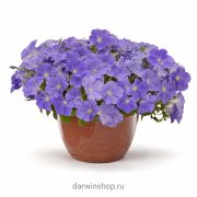 Петуния Easy Wave Sky Blue