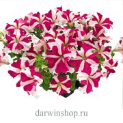 Петуния SUCCESS 360° Rose Star